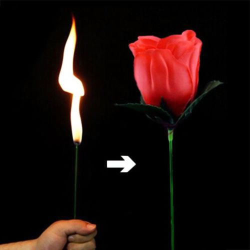Torch Fire To Rose Flower