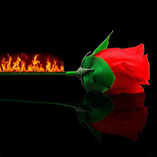 Torch Fire To Rose Flower